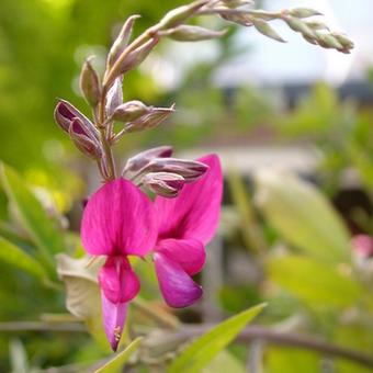 Lespedeza thunbergii