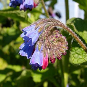 Symphytum azureum