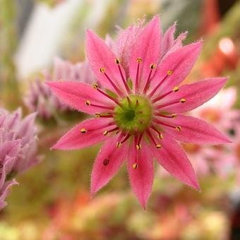 Sempervivum marmoreum