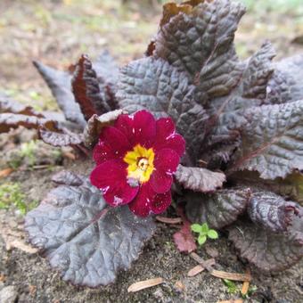 Primula vulgaris 'Innisfree'