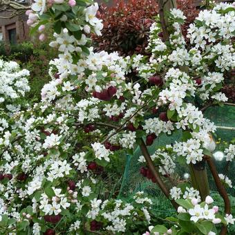 Malus 'Red Sentinel'