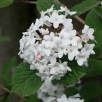 Viburnum x burkwoodii 'Anne Russell' - Viburnum x burkwoodii 'Anne Russell'