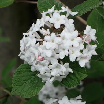 Viburnum x burkwoodii 'Anne Russell'