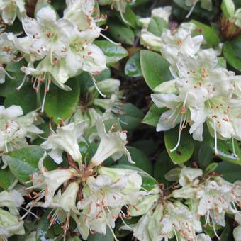 Rhododendron 'Shamrock'