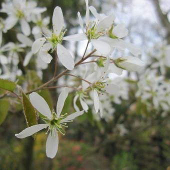 Amelanchier lamarckii