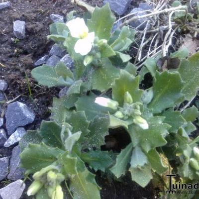 Arabis caucasica 'Snowcap' - Arabis caucasica 'Snowcap'