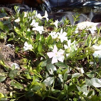 Vinca minor 'Alba'