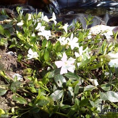 Vinca minor 'Alba' - Vinca minor 'Alba'