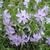 Phlox subulata 'Emerald Cushion Blue'