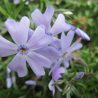 Phlox subulata 'Emerald Cushion Blue'