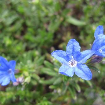 Lithodora diffusa 'Heavenly Blue'