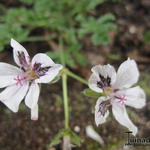 Erodium petraeum ssp. crispum 'Stephanie' - 