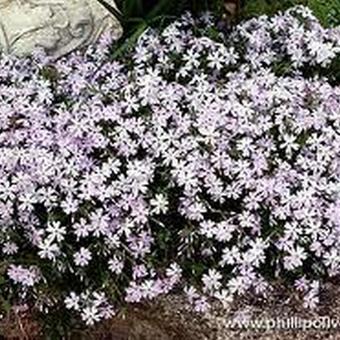 Phlox subulata 'Amazing Grace'