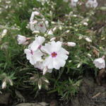 Phlox subulata 'Amazing Grace' - 