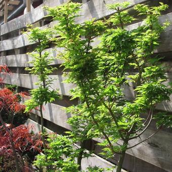 Acer palmatum 'Shishigashira'