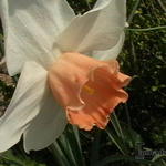 Narcissus 'Accent' - 