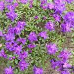 Rhododendron impeditum 'Maggie' - 