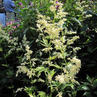 Artemisia lactiflora 'Guizhou'