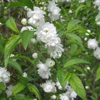 Prunus glandulosa 'Alba Plena'