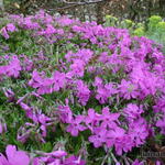 Phlox subulata 'Emerald Pink' - 