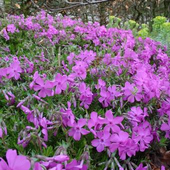 Phlox subulata 'Emerald Pink'