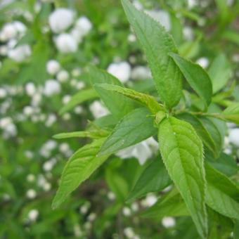 Prunus glandulosa 'Alba Plena'