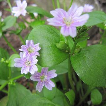 Claytonia sibirica