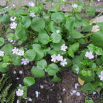 Claytonia sibirica - Sibirisches Tellerkraut