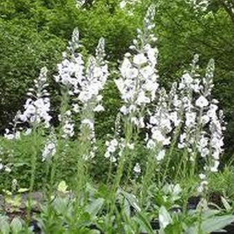 Veronica gentianoides 'Pallida'