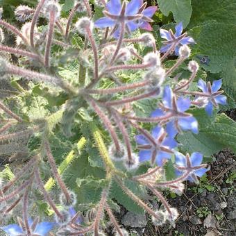 Borago officinalis