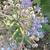 Borago officinalis