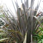 Phormium tenax 'Purpureum'  - Phormium tenax 'Purpureum' 