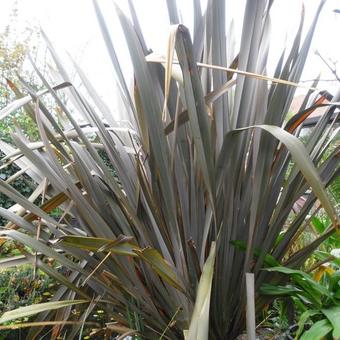 Phormium tenax 'Purpureum'