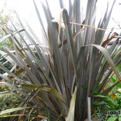 Phormium tenax 'Purpureum'  - 