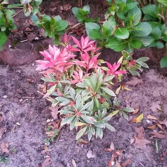 Pieris japonica 'White Rim'