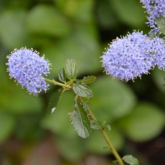 Ceanothus thyrsiflorus var. repens