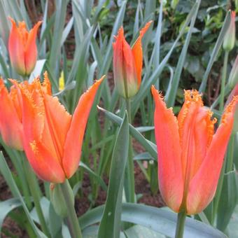 Tulipa 'Alexandra'