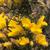 Ulex europaeus