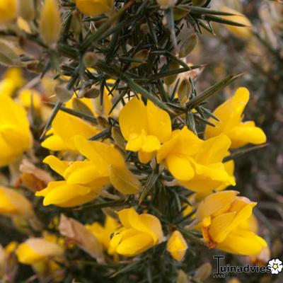 Stechginster - Ulex europaeus