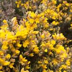 Ulex europaeus - 