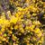 Ulex europaeus