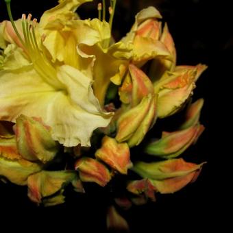 Rhododendron 'Lapwing'