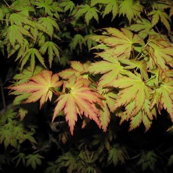 Acer palmatum 'Wilson's Pink Dwarf'