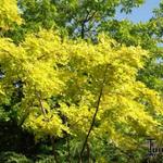 Robinia pseudoacacia 'Frisia' - 