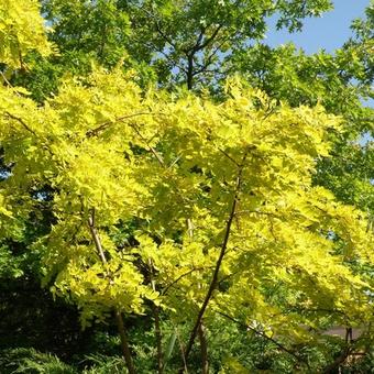 Robinia pseudoacacia 'Frisia'