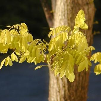 Robinia pseudoacacia 'Frisia'