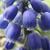 Muscari armeniacum