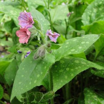 Pulmonaria officinalis