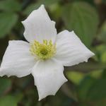 Clematis montana var. grandiflora - 