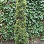 Taxus baccata 'Fastigiata Aurea' - 